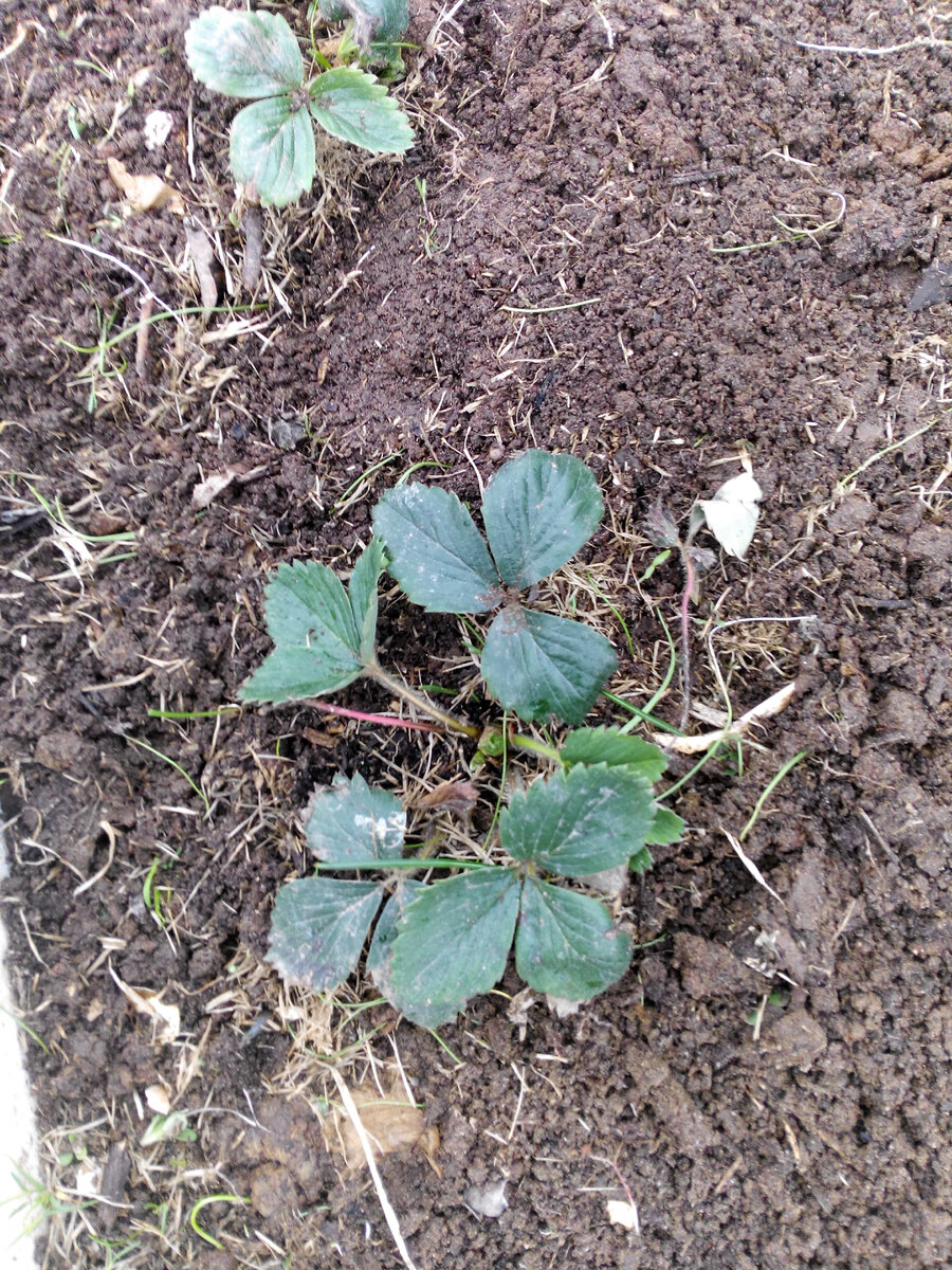  земклуника Купчиха 3.05.21. Азотное удобрение этим растениям явно не нужно. Фото автора 