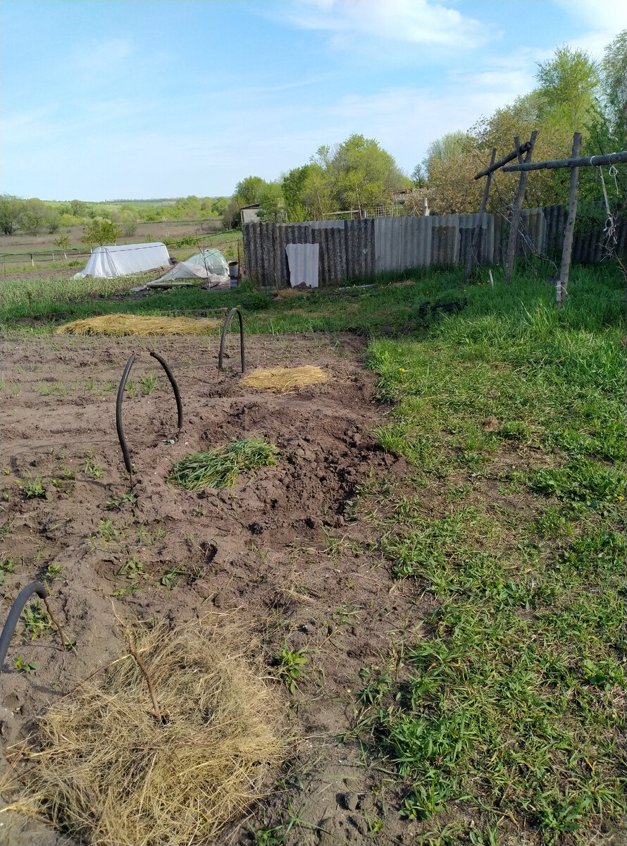 Три кустика винограда с прошлой закупки