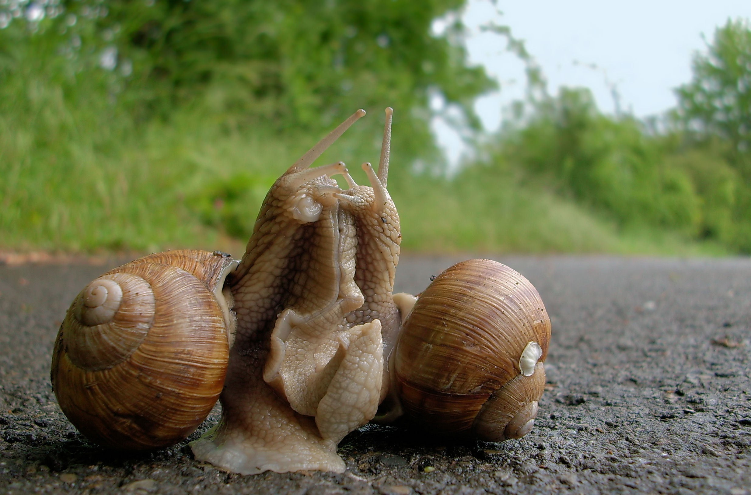 Среди моллюсков гермафродиты. Helix pomatia Виноградная улитка. Спаривание виноградных улиток. Виноградная улитка гермафродит. Виноградная улитка размн.