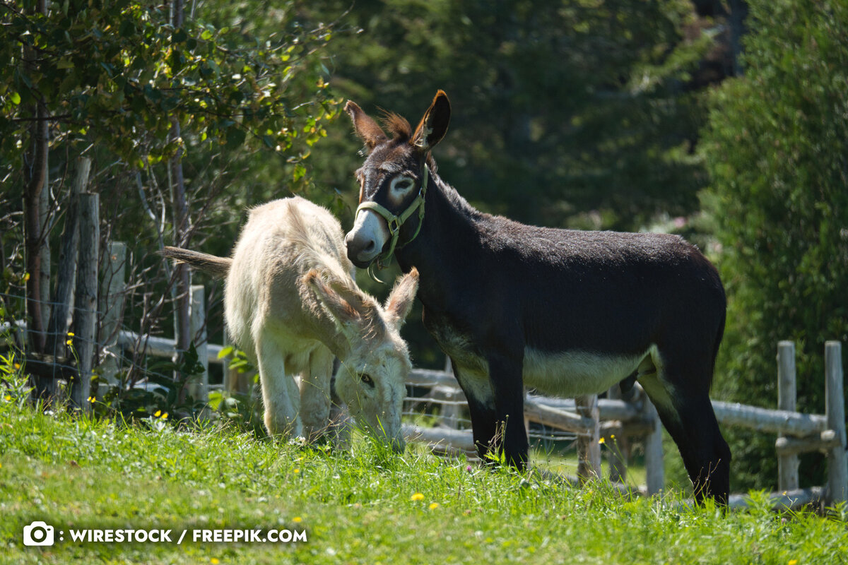 Продолжительность жизни рабочих ослов в беднейших странах составляет от 12 до 15 лет, в более развитых странах ослы доживают до 50 лет