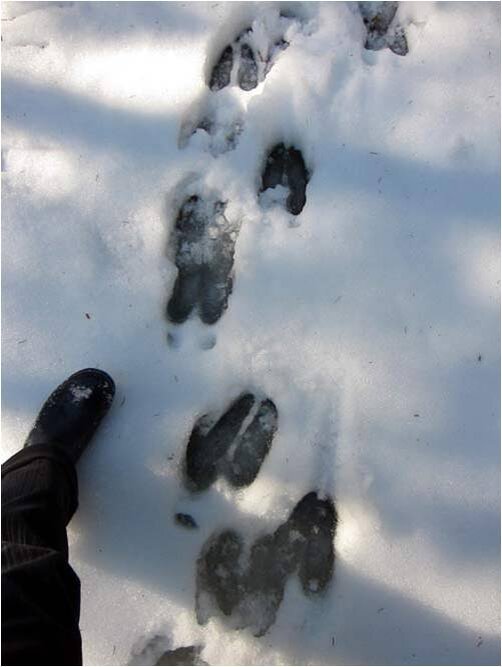 Свежесть следа. Следы лося и оленя на снегу. Следы лося. Следы лося на снегу. Лосиные следы на снегу.