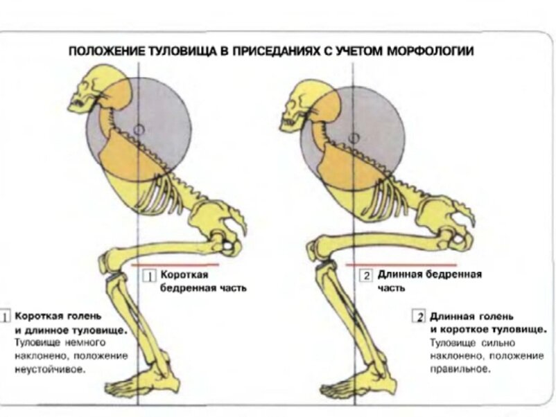 Анатомические особенности.