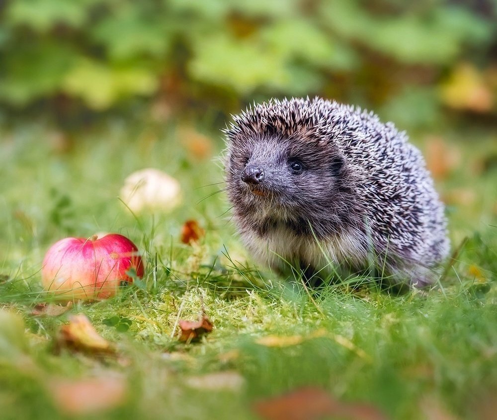 17 фото животных, которые поднимут вам настроение за минуту | Российское  фото | Дзен