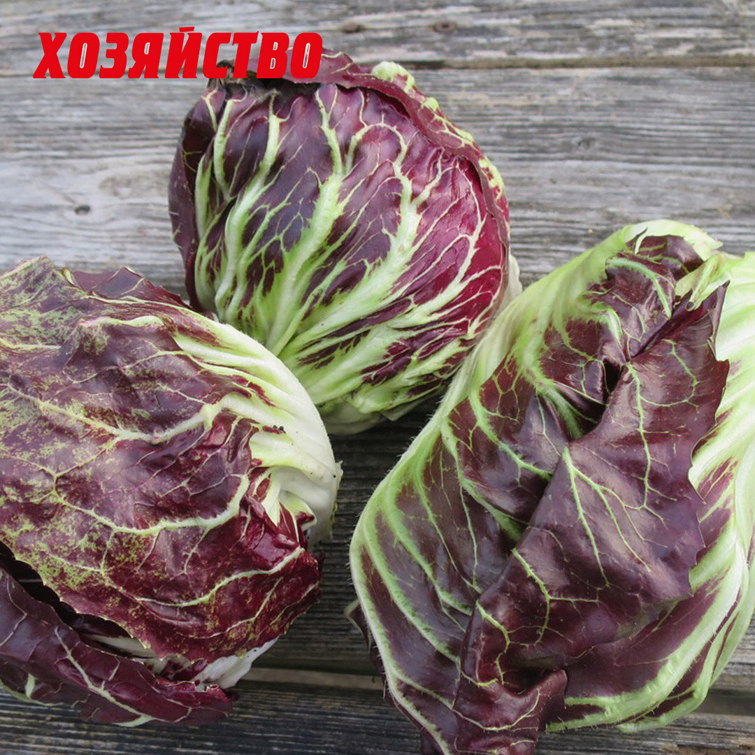 Цикорий салатный витлуф. Салат цикорный пала росса. Салат цикорий кочанный. Салат цикорный пала росса. Цикорий салатный эндивий.