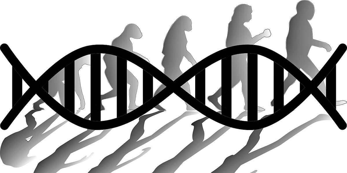 Фото автора:bananas /ДНК формирует то, как организм растёт, физиологию его крови, костей и мозга