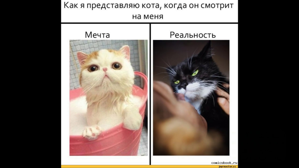 Котэ сборник 2023. Мемы про котов. Кот Мем. Смешной котик Мем. Котики смешные мемы.