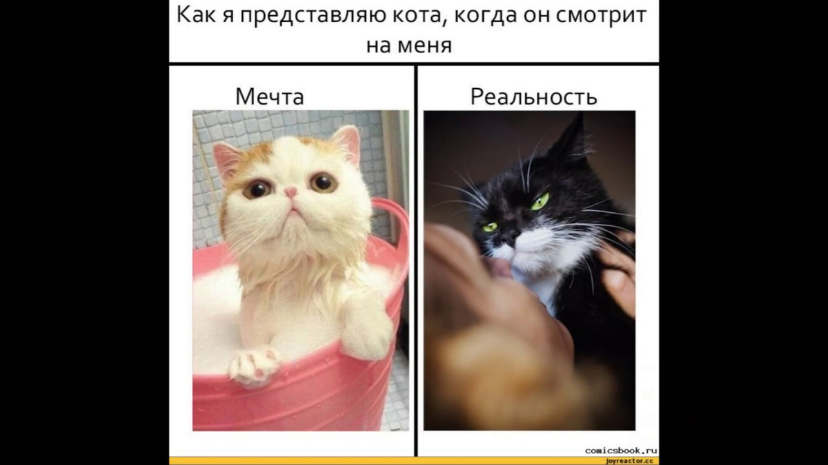 Кот але мем. Мемы про котов. Кот Мем. Смешной котик Мем. Котики смешные мемы.