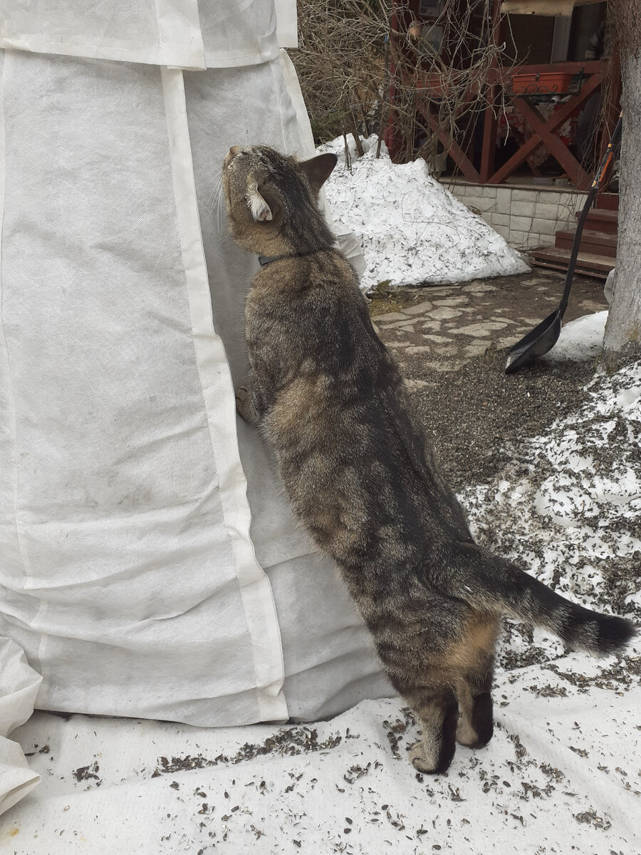Укрытие хвойных