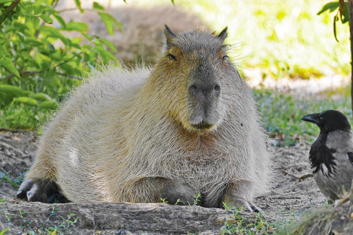 Capybara rock rust фото 88