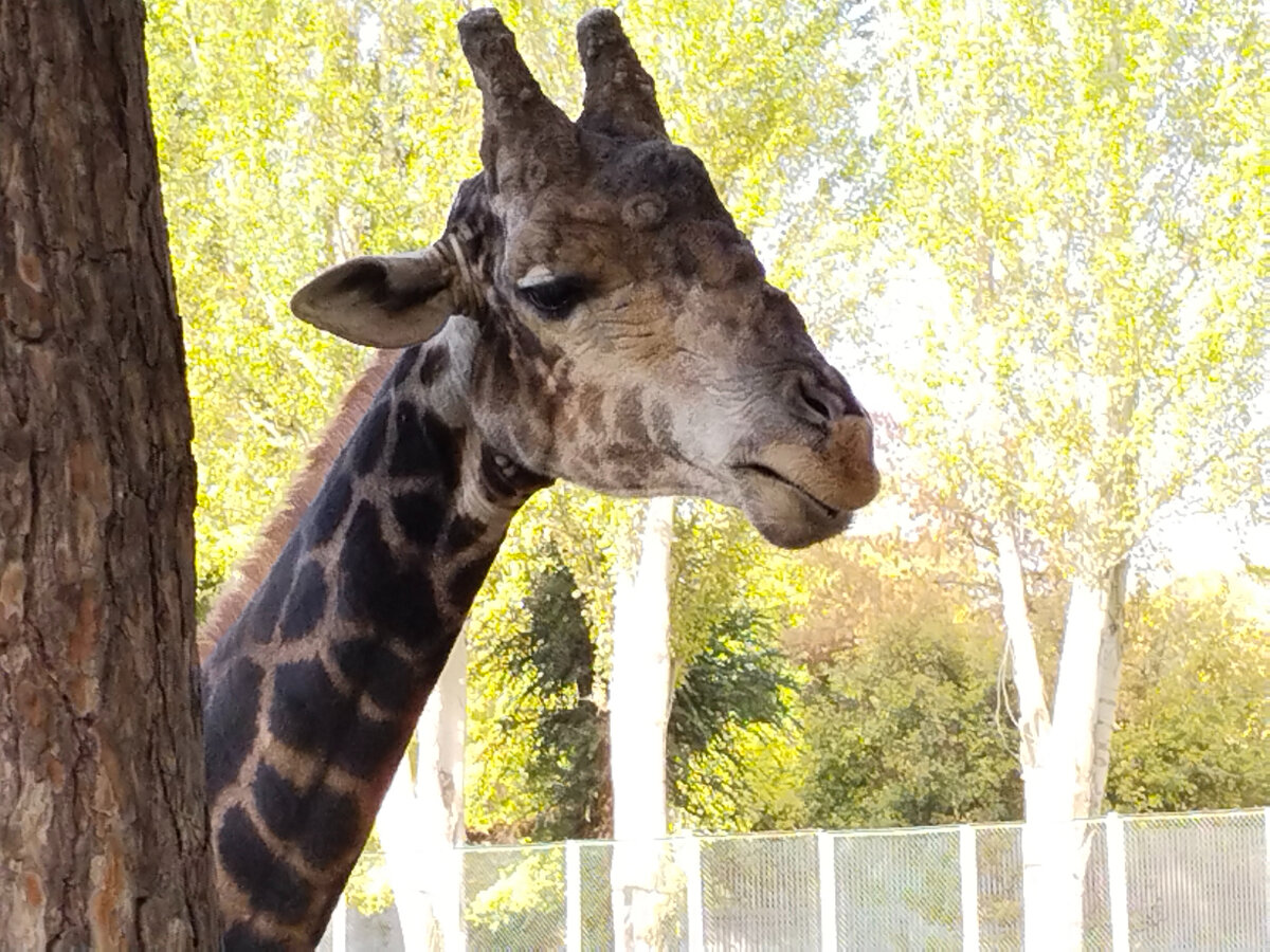 Жираф довольно инопланетный.