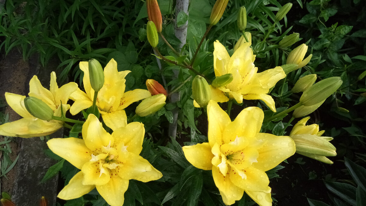 Лилии. Фотография Цветы вокруг нас