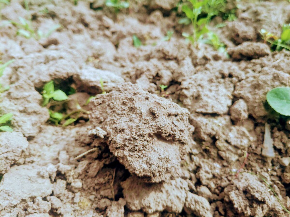 Реальное фото. Июнь, 2021