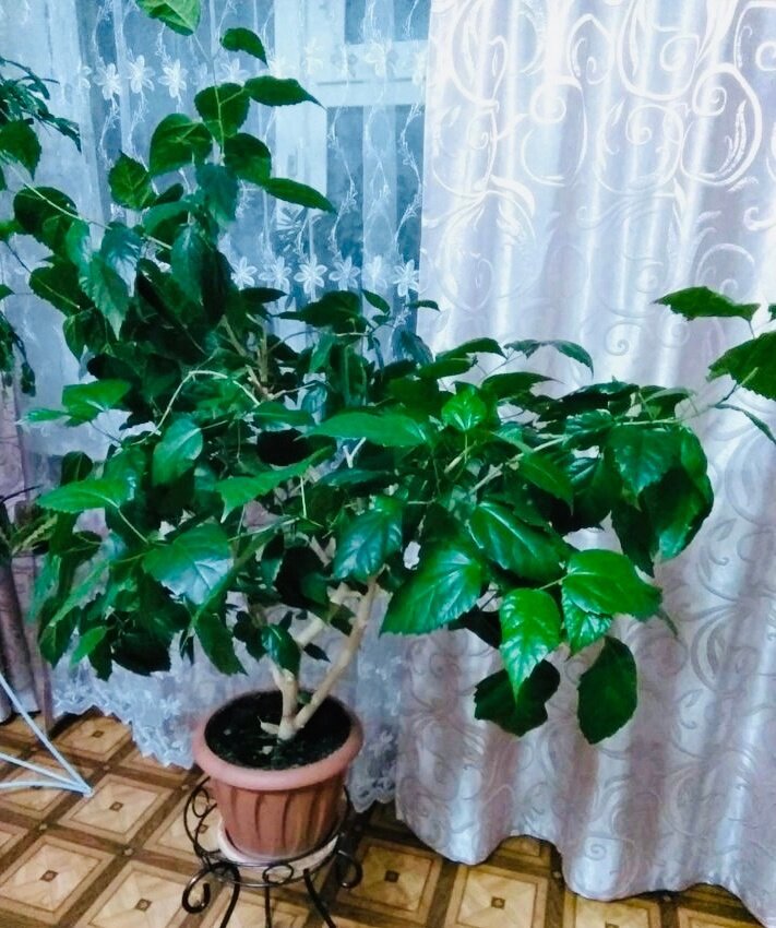 Комнатные растения за которыми легко ухаживать