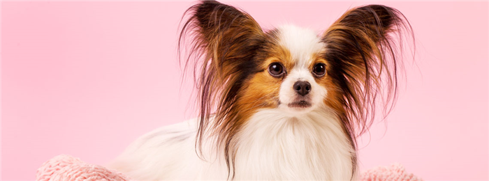 Клички для собак девочек | Блог о щенках и собаках ^;^ | Дзен