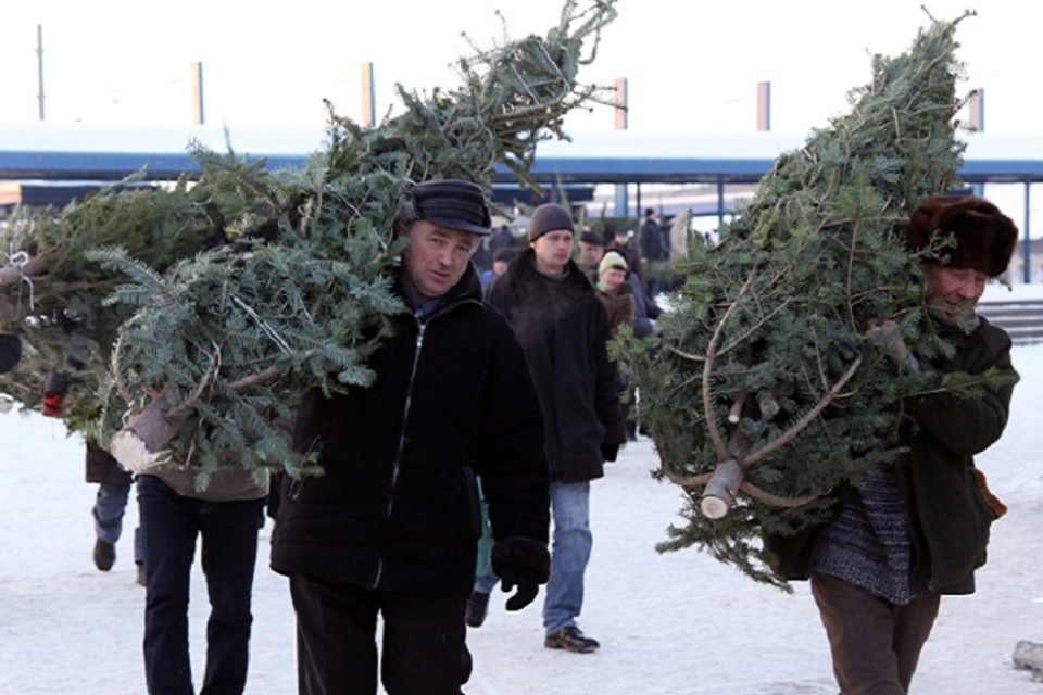     В этом году цены за ель стартуют от 400 рублей, за сосну – от 450 рублей, за пихту – от 2,5 тысяч рублей. Сергей ГАПОН