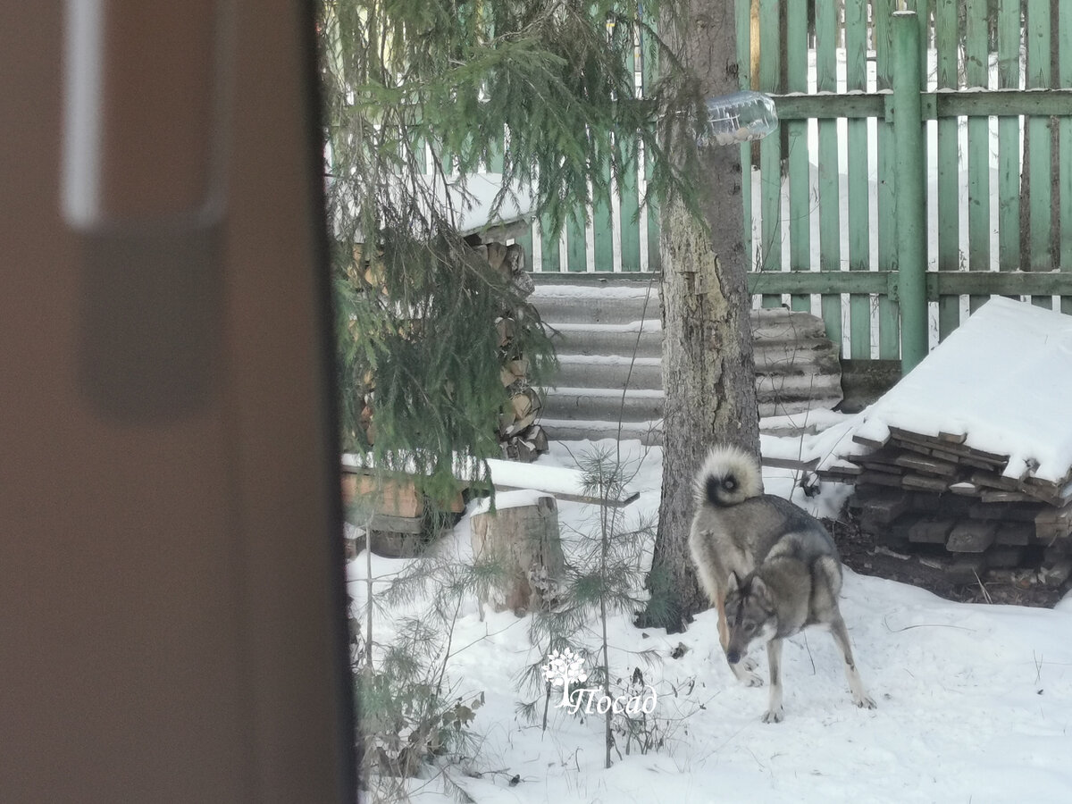 Стужа стережёт беличью кормушку.