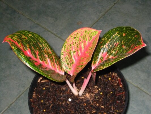Aglaonema Helena