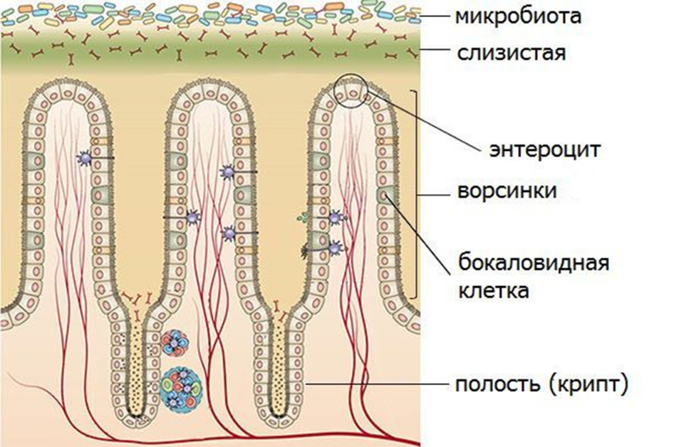 Строение ворсинки тонкого кишечника. Энтероциты тонкой кишки. Энтероцит тонкого кишечника. Микроворсинки кишечника гистология. Проникать в слизистую оболочку