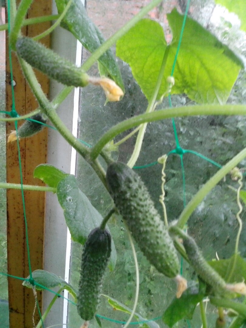 Огурчик  ЭКОЛЬ F1. Растет на сетке, свободно, не требует подвязки боковых побегов, которых, кстати, не так уж много.
