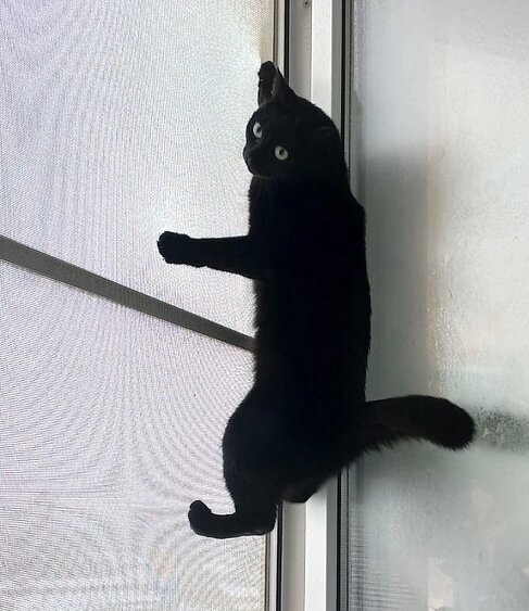 На фото наша выпускница - кошечка Мисс Хадсон (теперь Пипа), которая уехала из приюта домой 5 марта 2020 года. Пипа проводит мастер-класс, посвященный важности и необходимости установки сеток-антикошек (16 этаж, сетка антикошка, закреплена шестью металлическими крепежами, малышка в полной безопасности). 👌🏻