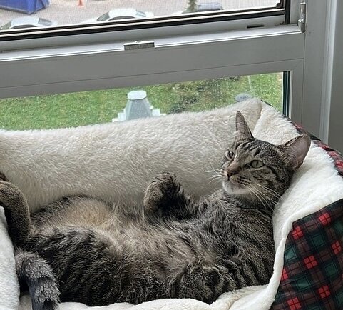 На фото - котик Шайло (сейчас Гриша), он поехал из приюта домой 13 марта 2022 года: «Гриша переехал с Гошей и с нами в Питер на ПМЖ. Было жарковато, и он охлаждается у окна. С укреплённой новой сеткой!» 🥰😻