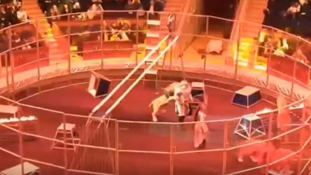    Лев напал на дрессировщика в сочинском цирке© Кадр видео очевидца