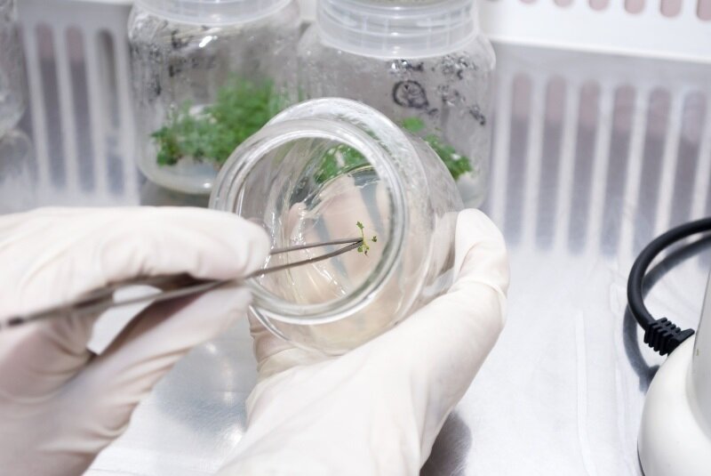 In vitro картинки