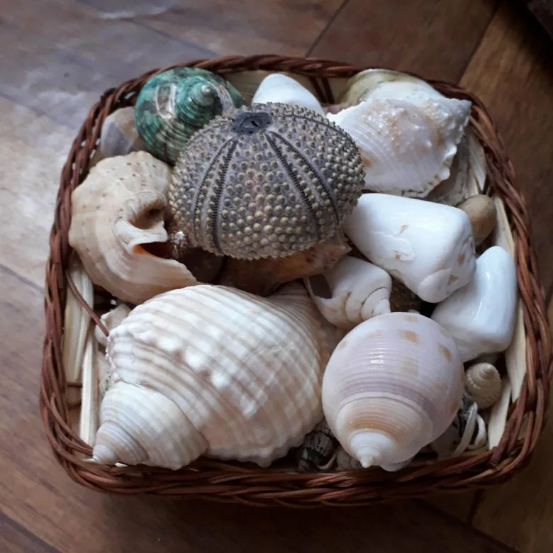 набор ракушек. Frizman набор ракушки. ракушка декоративная. тематический комплект ракушки. ракушечник в аквариуме.