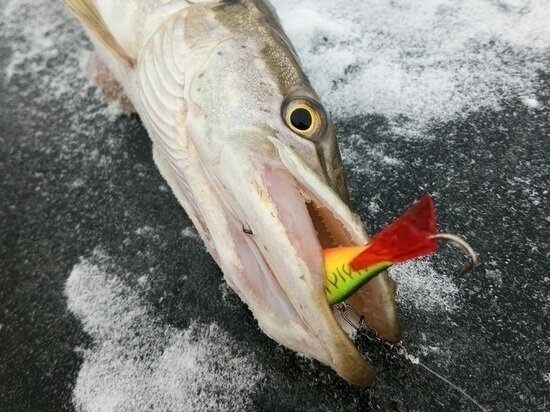     Фото: ГРИБЫ ПСКОВСКОЙ / РЫБАЛКА НА ЧУДСКОМ / "ВКОНТАКТЕ"