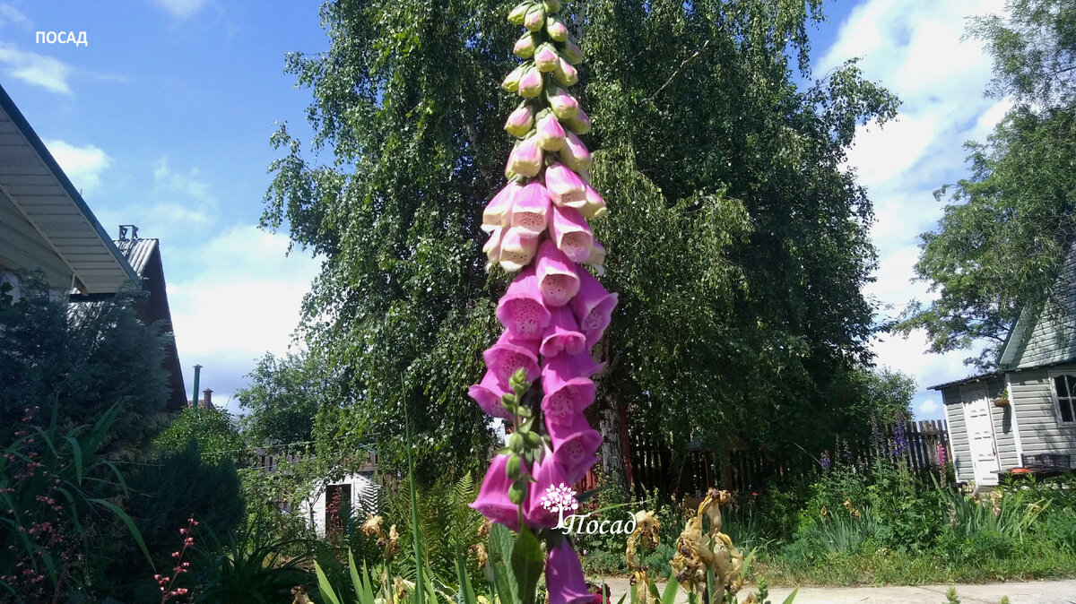 Это наперстянка. Красивая, но ядовитая.