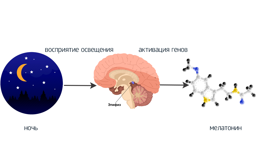Смена дня и ночи стимулирует участки мозга, вырабатывающие гормон сна мелатонин