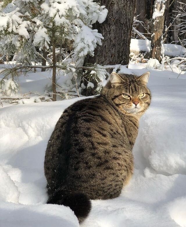 иллюстрация из яндекс картинки.
