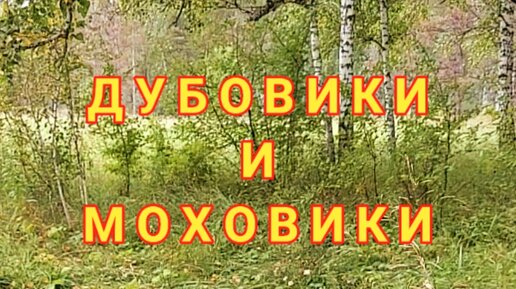 ДУБОВИКИ И МОХОВИКИ. Сериал 