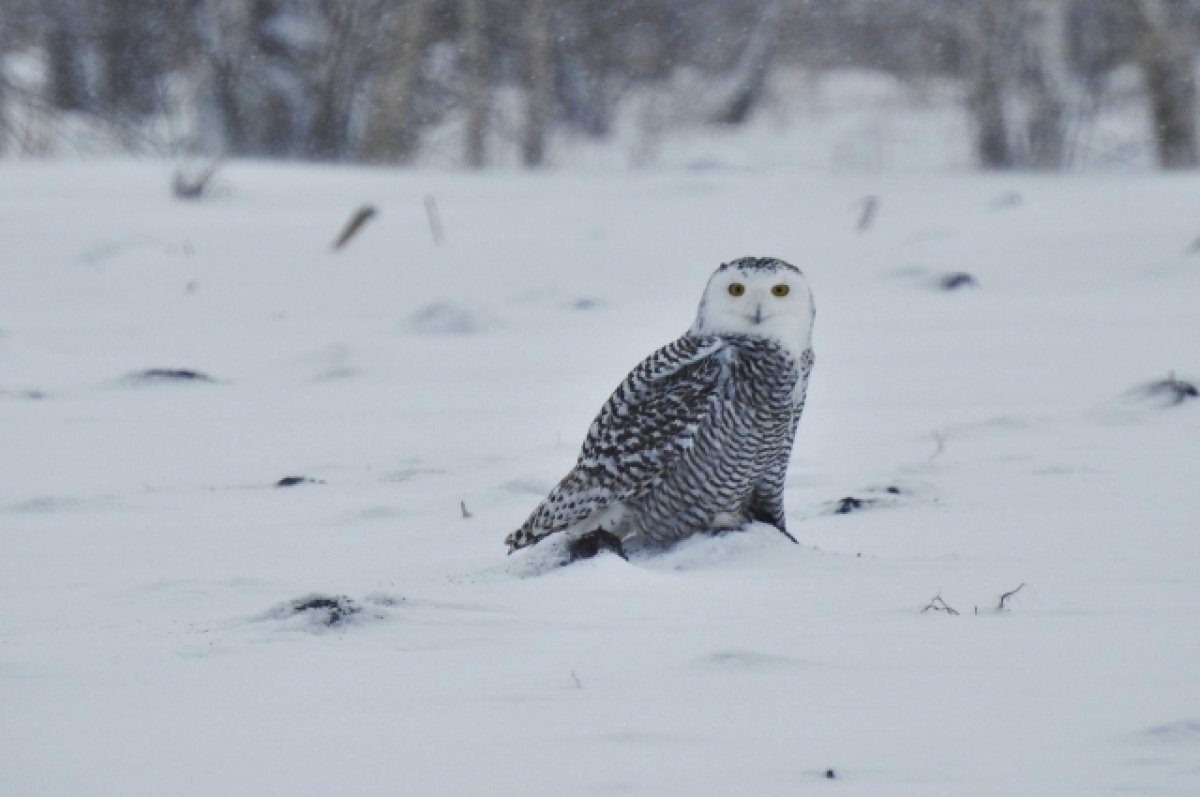    Нынче наблюдателей заинтересовало поведение чёрных дроздов, щуров и полярной совы.