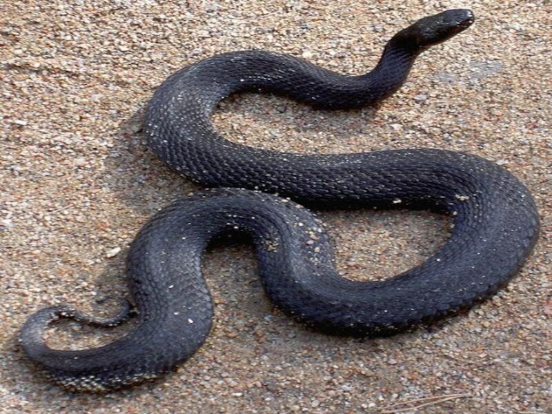 В открытых источниках.