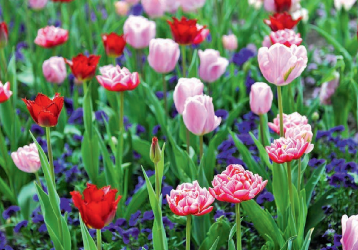 Махровые тюльпаны отлично сочетаются на грядках и в букетах с разными культурами (источник фото: Журнал «Ландшафтный дизайн» апрель-май 2019)