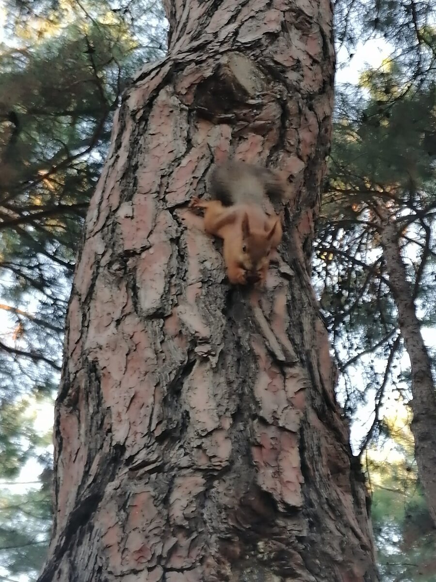Белка