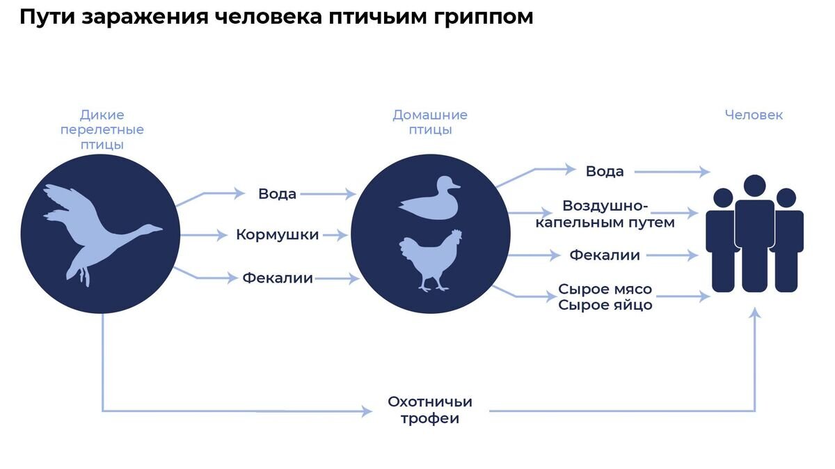    Птичий грипп© Иллюстрация РИА Новости