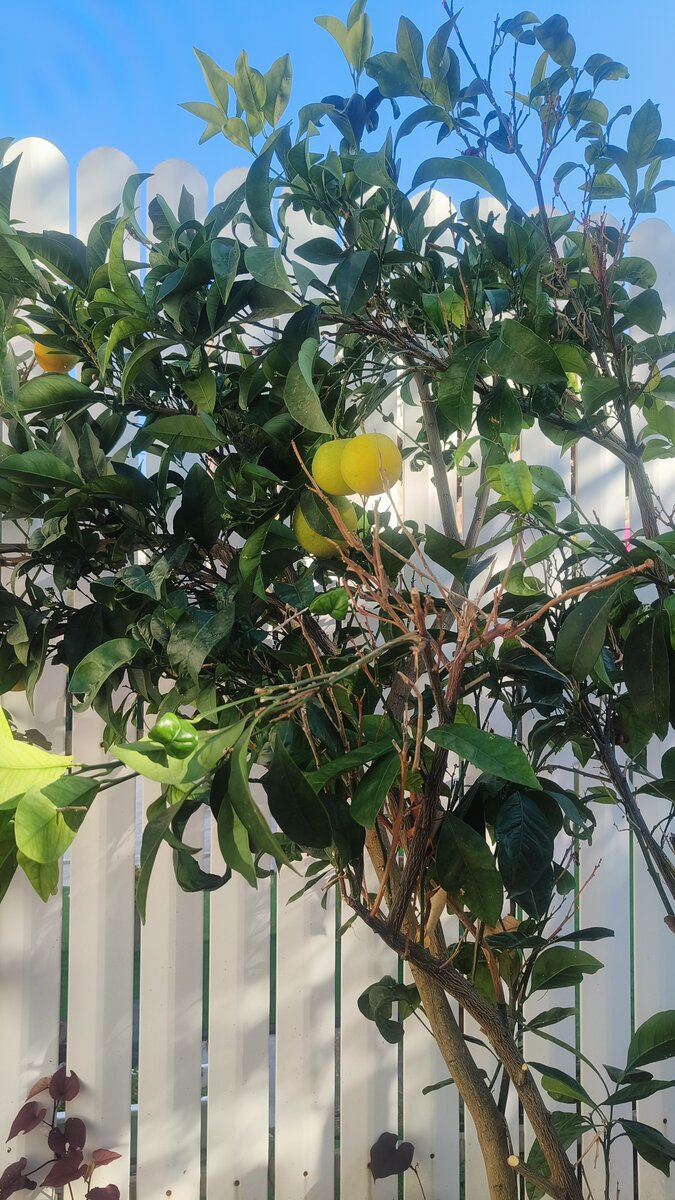 На иврите апельсин – тапуз – сокращение от выражения "золотое яблоко" (тапуах захав). Это апельсиновое дерево в  частном домике, где мы жили первые несколько дней в Израиле.