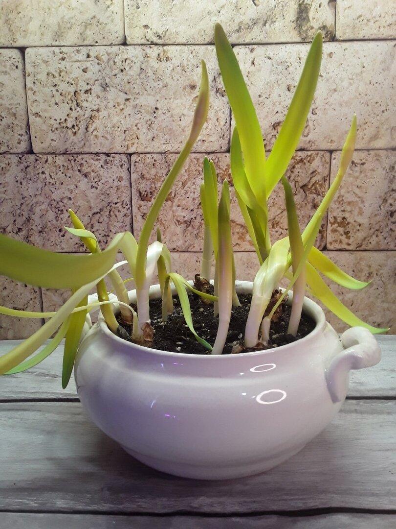 Пять луковиц тюльпанов были посажены вместе с нарциссами