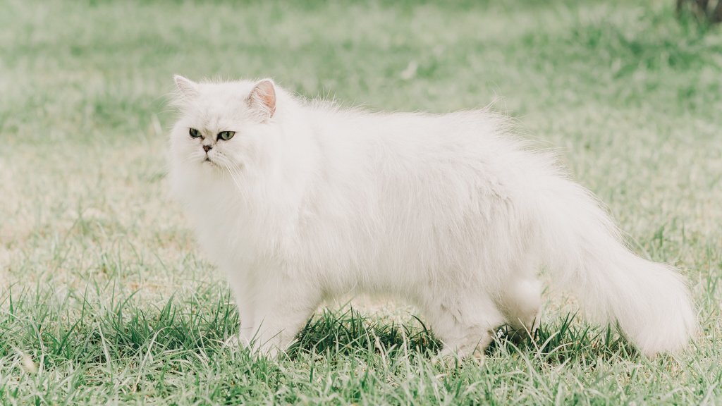    Персидская кошка.