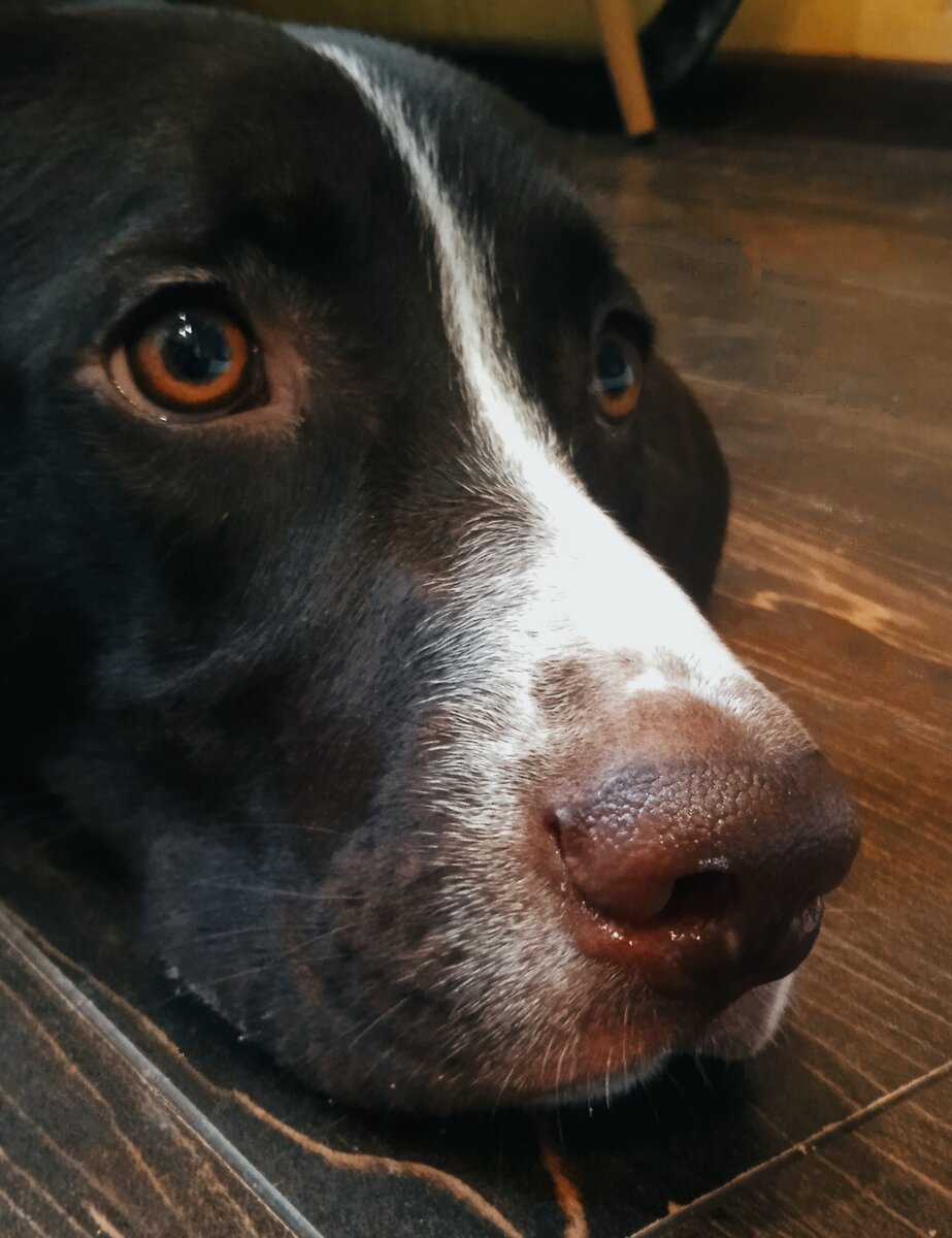 Ламка ждёт! 