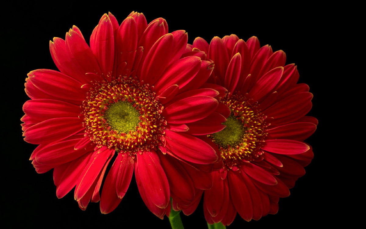 ЯндексКартинки