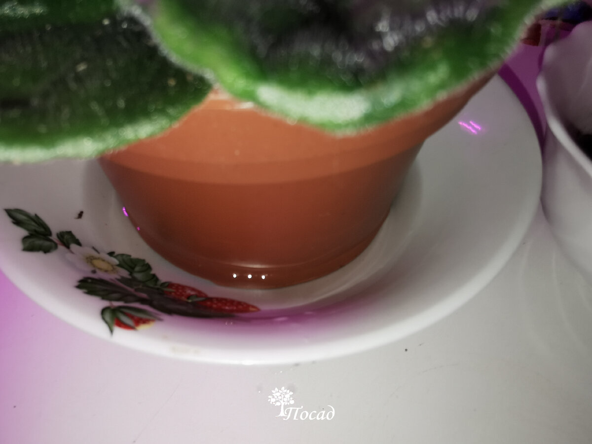 От "модных" горшков я отказалась. Технические - гораздо удобнее. Я их прячу в кашпо. Эта фиалка, например, живёт на кухне в старой сахарнице.