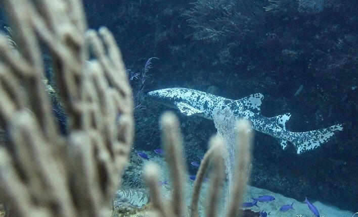 Источник: Under The Waves (BTW) 