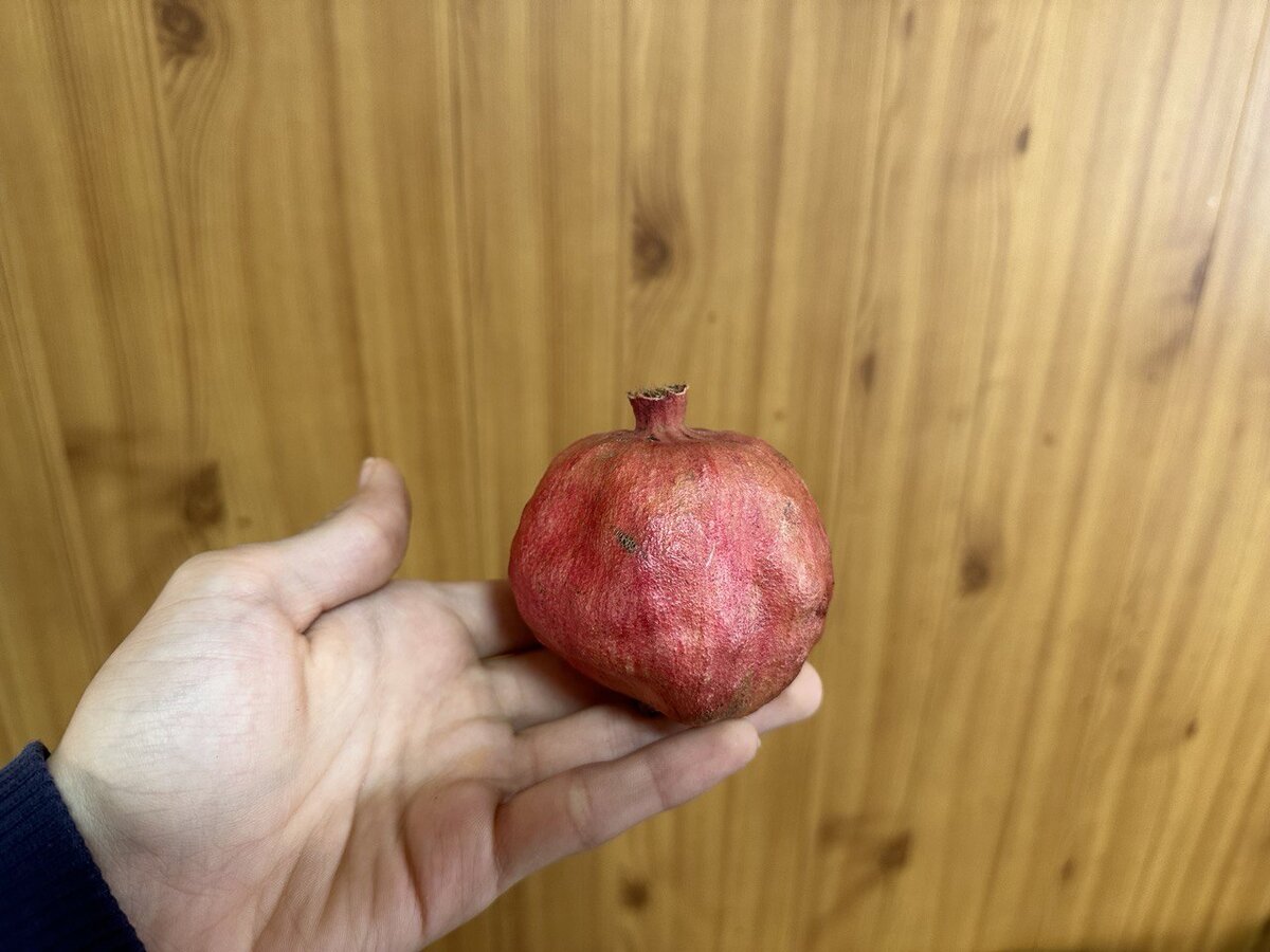 С древних времен гранат считается одним из самых древних лекарственных растений, его называют символом плодородия, здоровья и любви.
