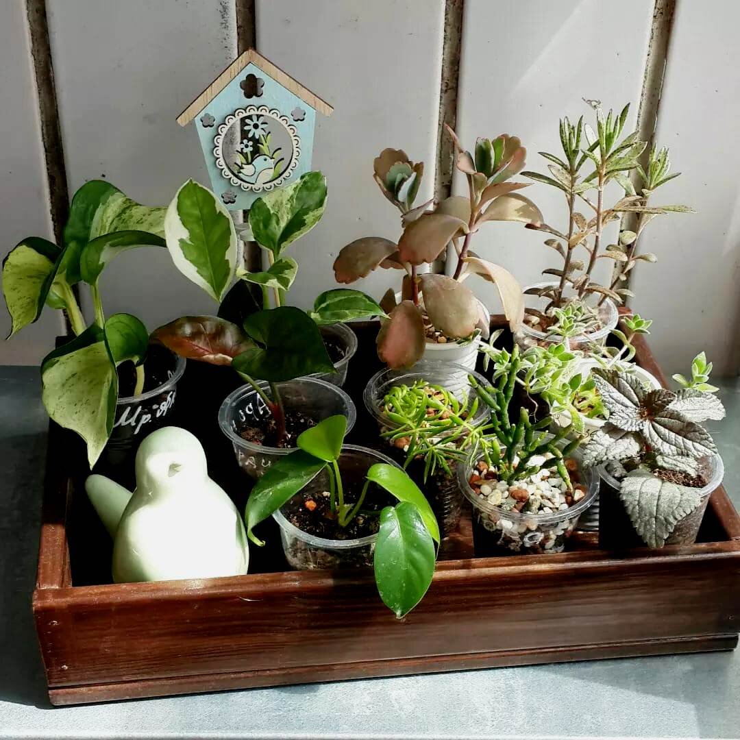 Комнатные растения можно купить  совсем небольшими. Они прекрасно адаптируются. Многие имеют высокую скорость роста. 