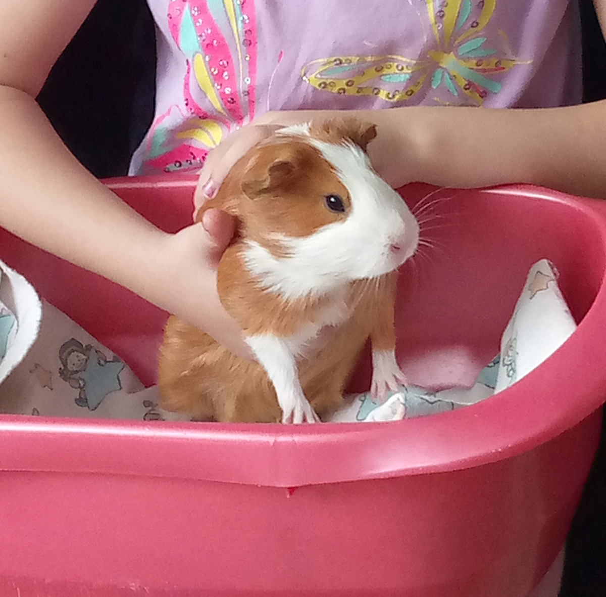 наша пухля .. морская свинка 