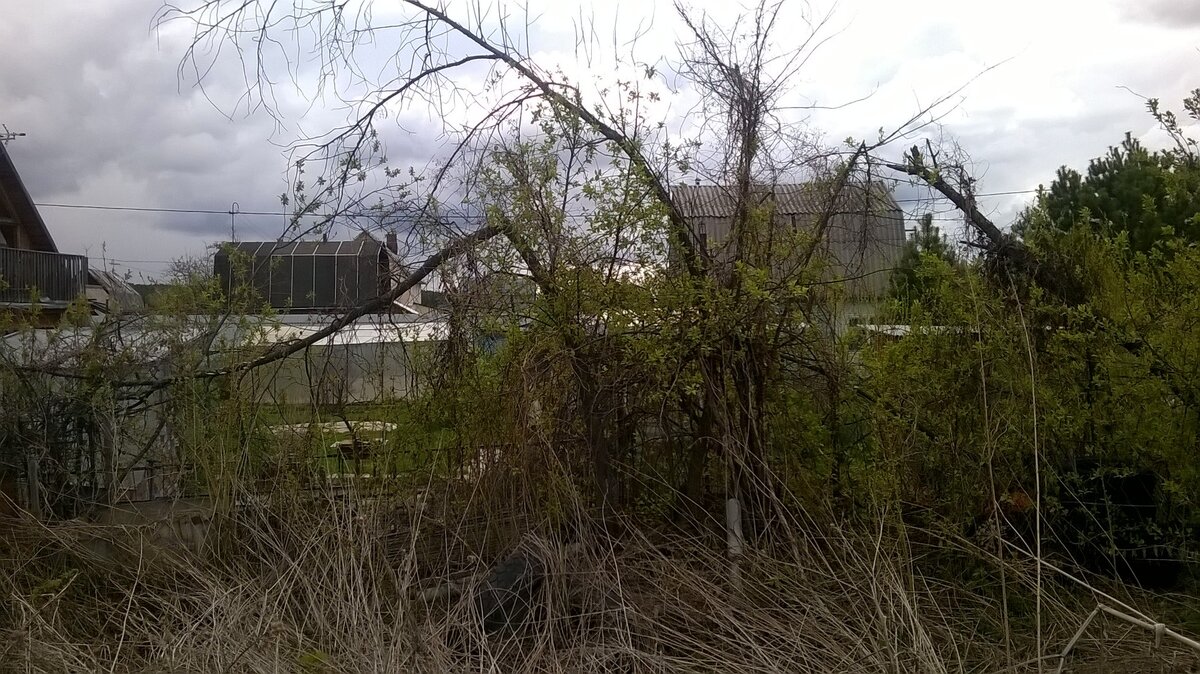 Хоть и старые черемухи, но весной зеленели