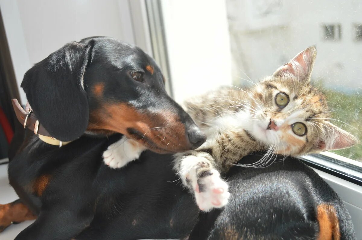 Яндекс.Картинки.